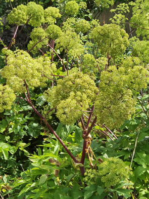 Angelica archangelica